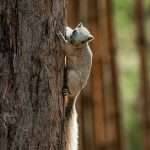 squirrel climbing tree in thai forest