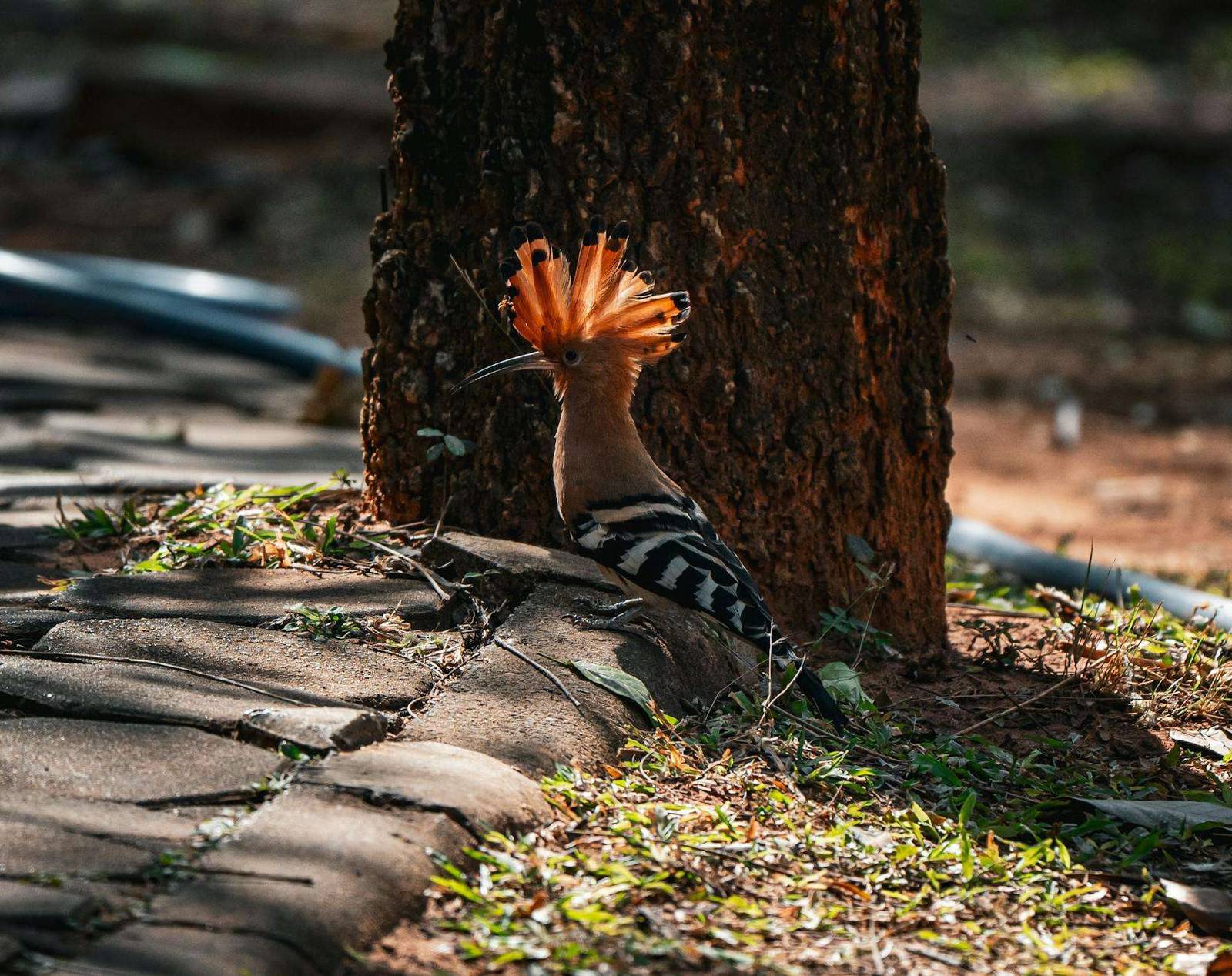 colorful eurasian hoopoe bird in thai forest